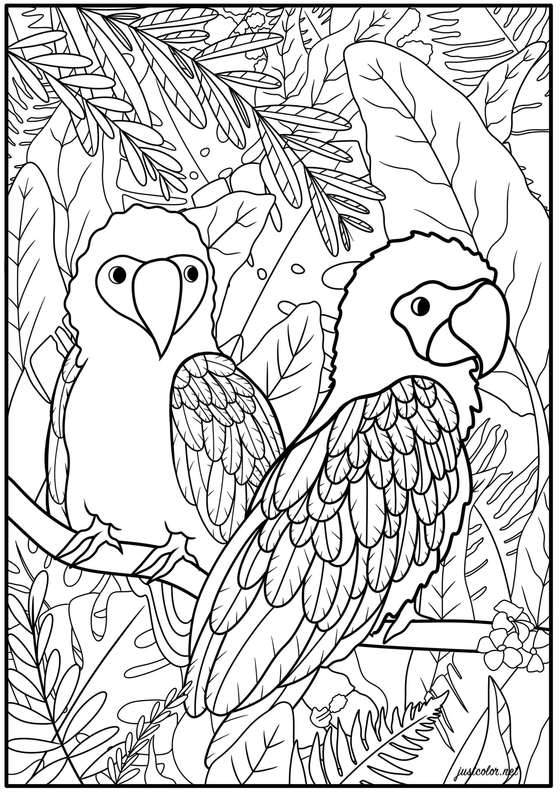 Birds Coloring Pages For Adults