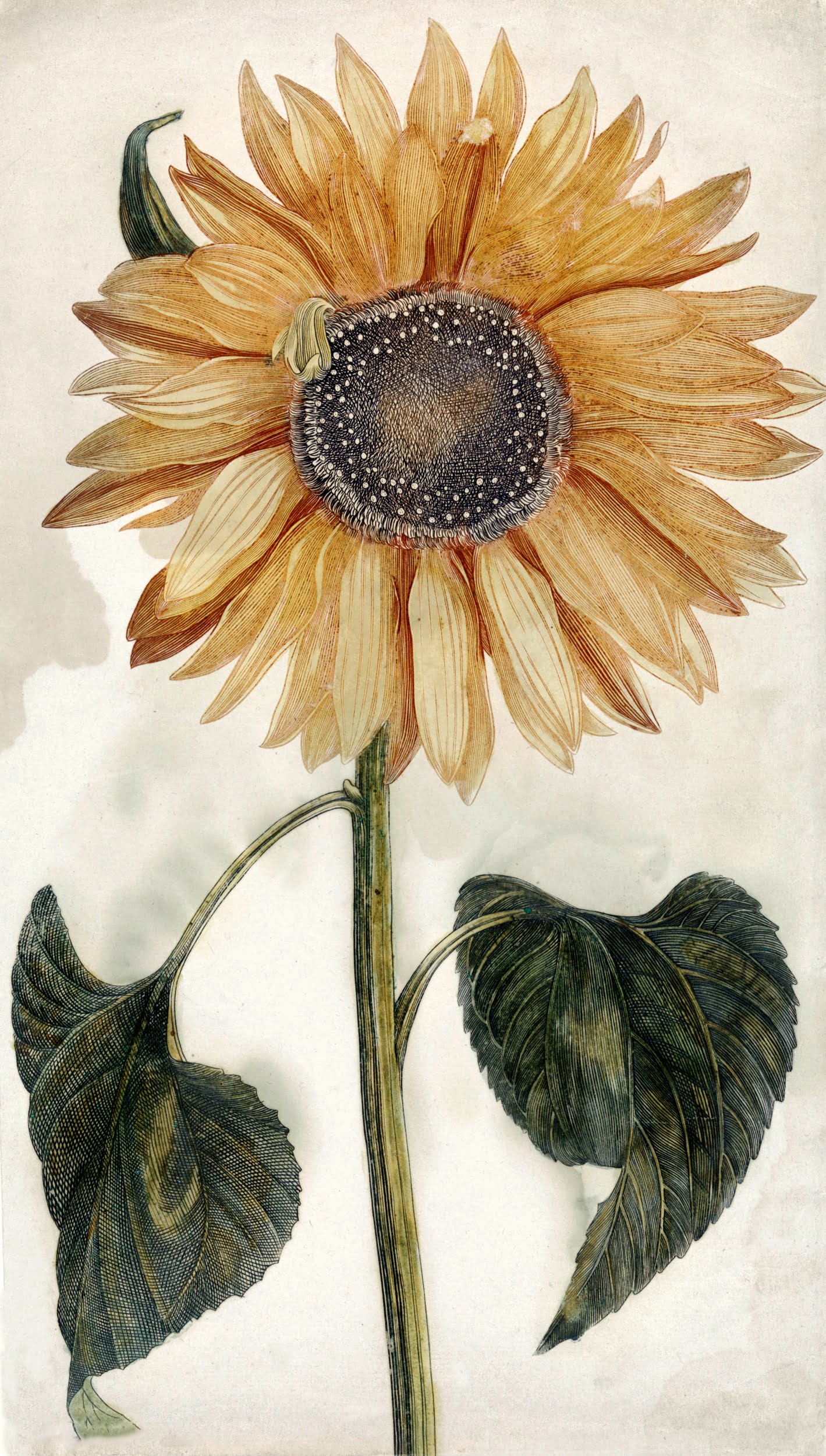 Free Botanical Sunflower Drawings To Download Print Picture Box Blue