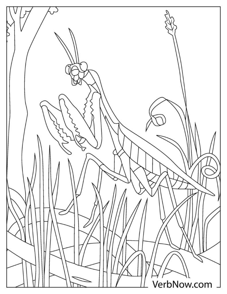 Free Coloring Pages And Books Download Printable As PDF VerbNow