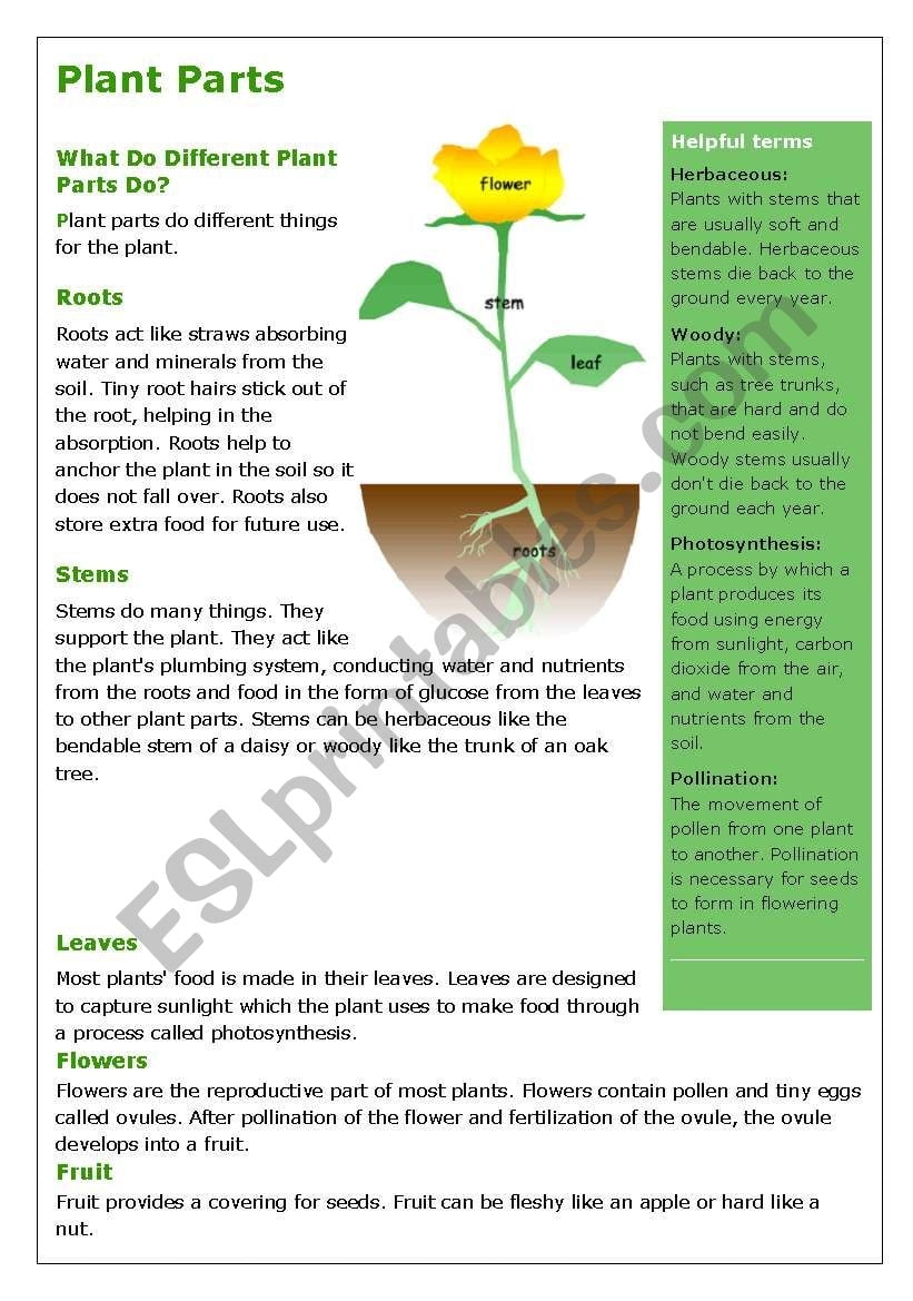 Plants Reading Comprehension Worksheets