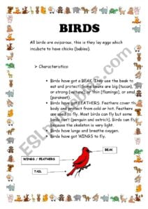 Reading Comprehension Birds ESL Worksheet By Nandoas