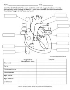 Anatomy And Physiology Diagrams Worksheets Printable Ronald Worksheets