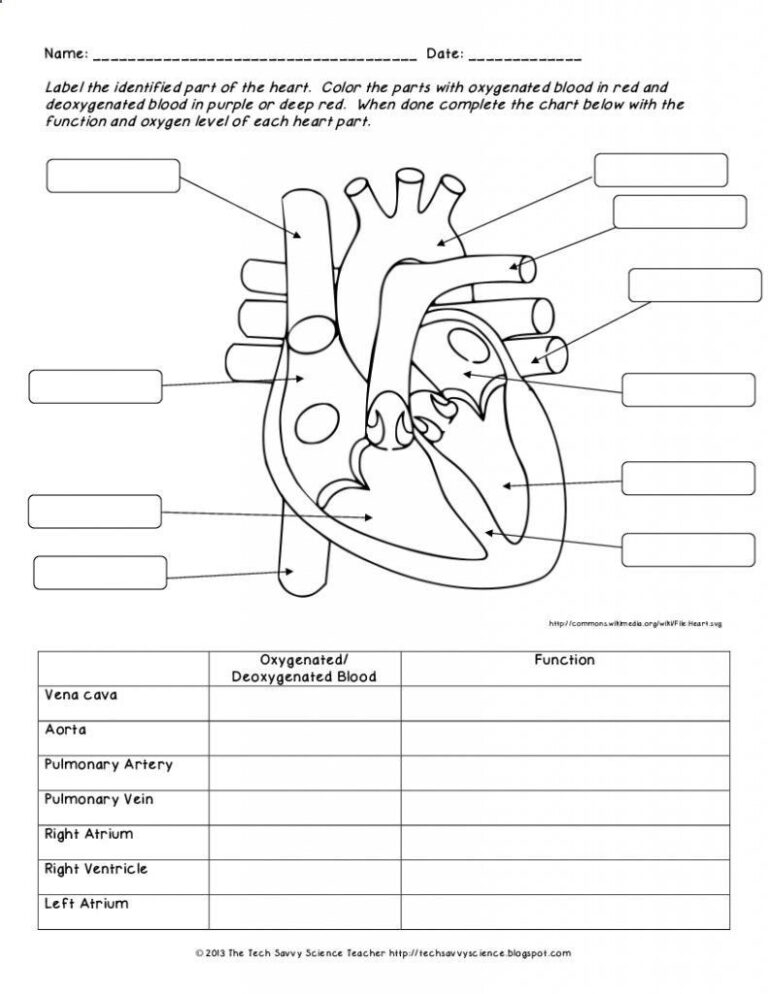 Anatomy And Physiology Diagrams Worksheets Printable Ronald Worksheets
