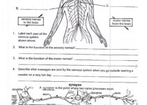 Free Printable Anatomy And Physiology Worksheets