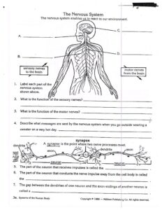 Anatomy And Physiology Worksheets Free Anatomy Worksheets