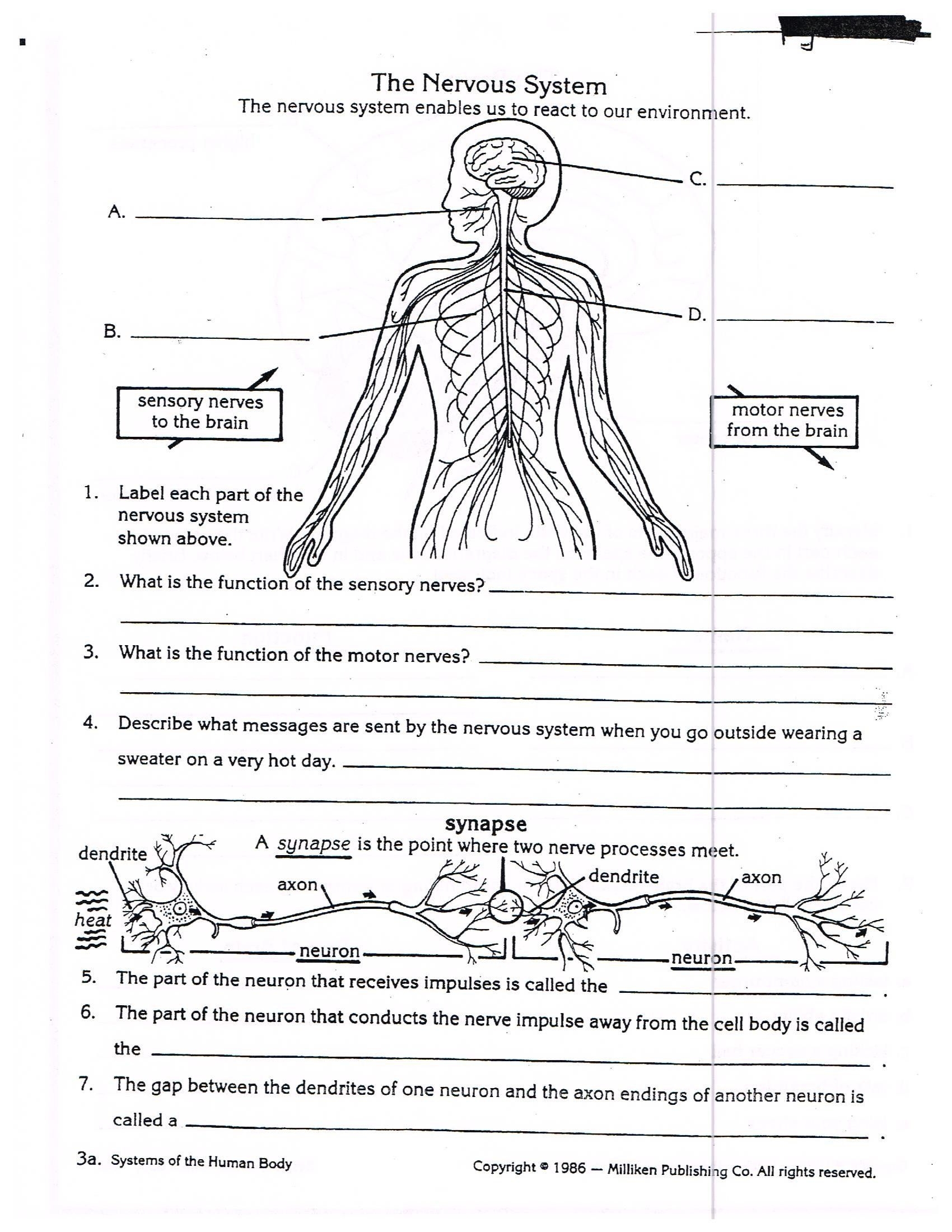 Anatomy And Physiology Worksheets Free Anatomy Worksheets