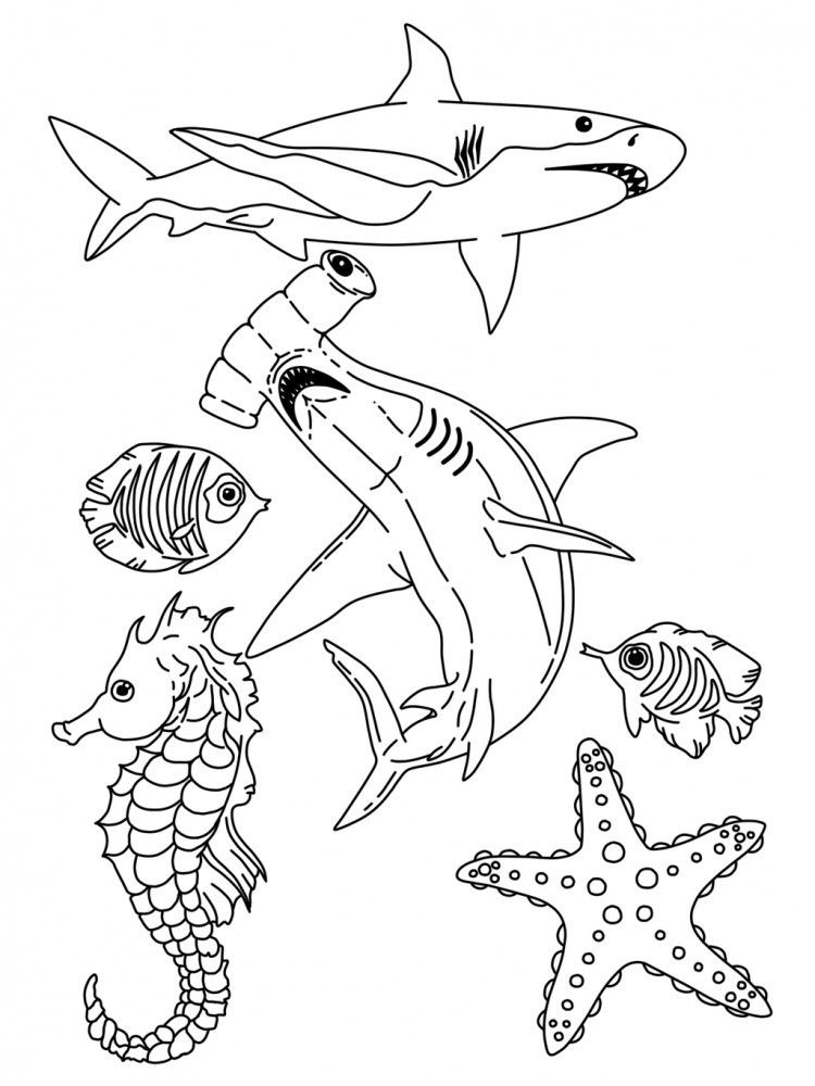 Coloring Pages Of Ocean Life