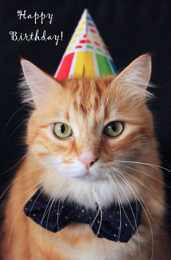 Free Cat Birthday Cards Printable Printable Templates