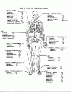 Free Printable Anatomy And Physiology Anatomy Worksheets