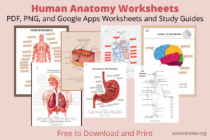 Free Printable Anatomy And Physiology Worksheets Printable Worksheets