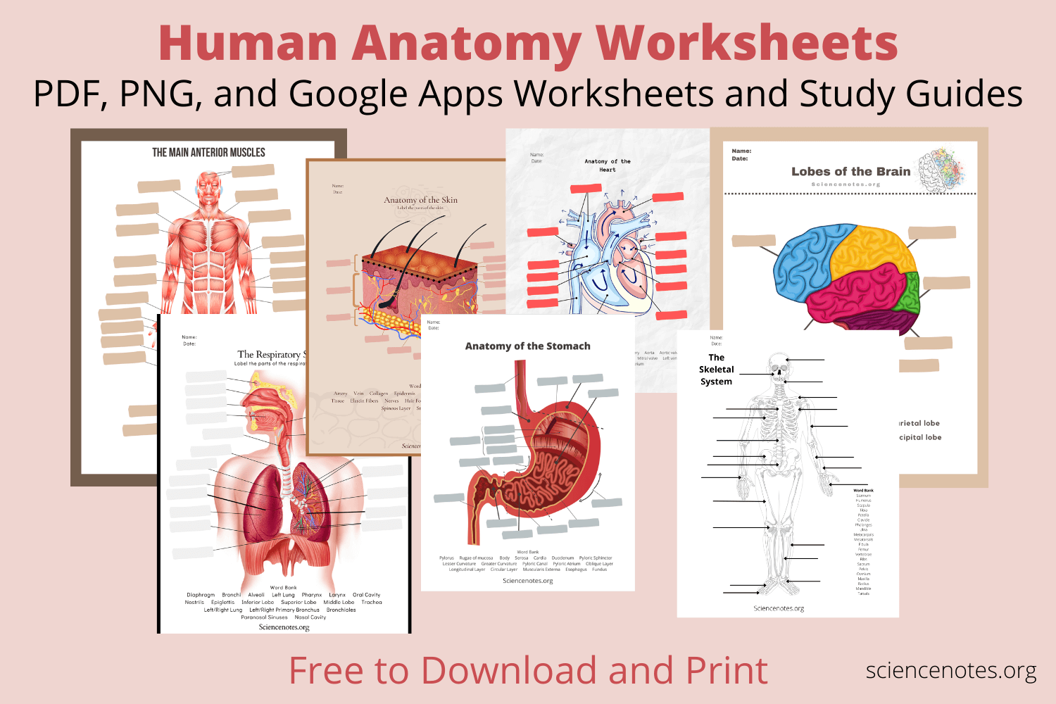 Free Printable Anatomy And Physiology Worksheets Printable Worksheets
