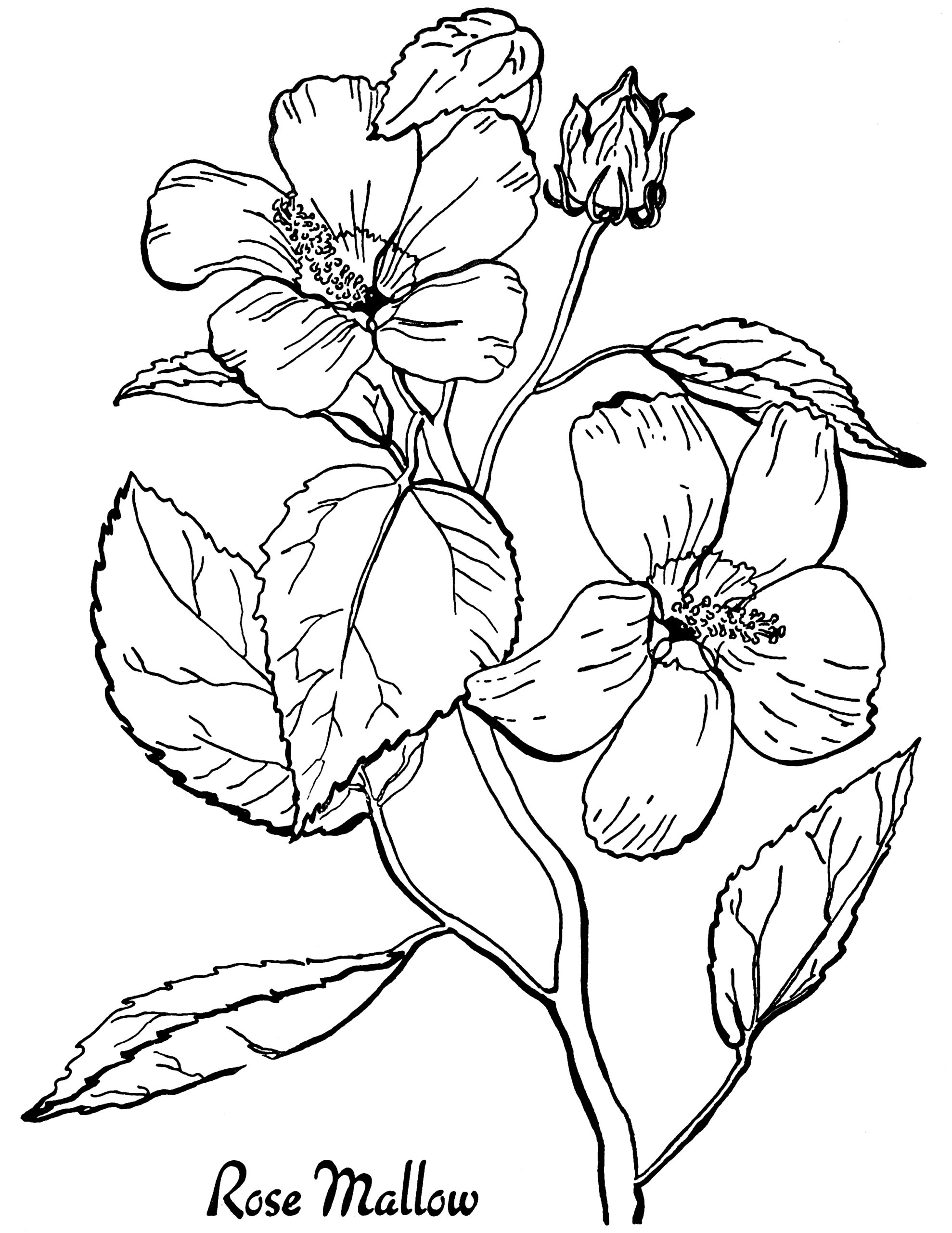 Free Printable Coloring Pages For Adults Flowers