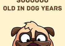 Free Printable Birthday Card For Dog