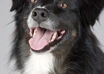 Free Printable Birthday Cards From The Dog