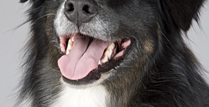 Free Printable Birthday Cards From The Dog