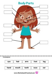 Body Parts Preschool Worksheets 13 Free PDF Printables