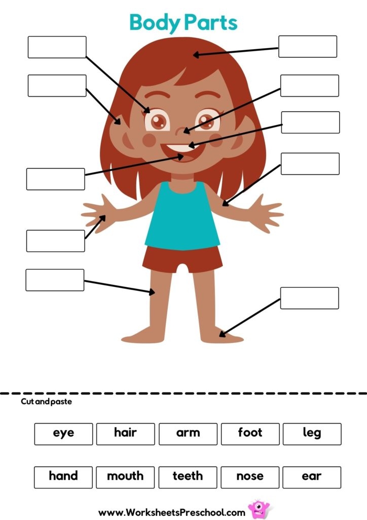 Body Parts Preschool Worksheets 13 Free PDF Printables