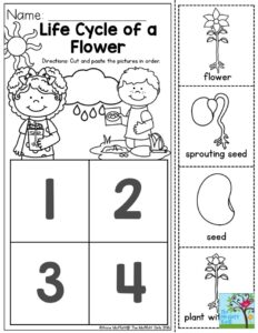 Free Printable Plant Life Cycle