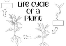Free Printable Plant Life Cycle Worksheets