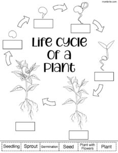 Free Printable Plant Life Cycle Worksheets