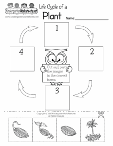 Free Printable Plant Life Cycle Worksheets