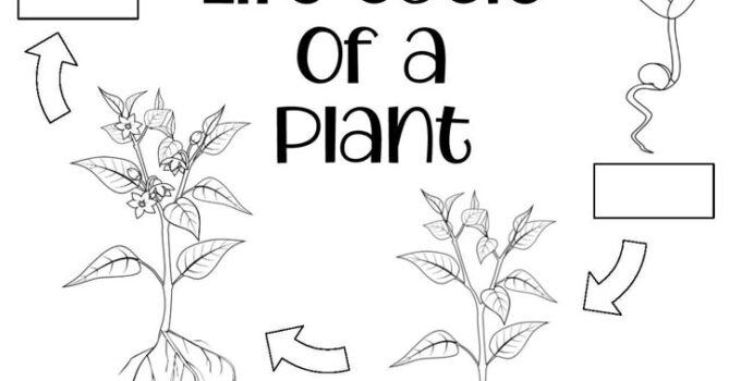Free Printable Plant Life Cycle Worksheets