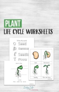 Free Printable Plant Life Cycle Worksheets Money Saving Mom