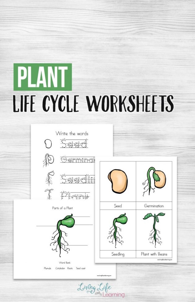 Free Printable Plant Life Cycle Worksheets Money Saving Mom 