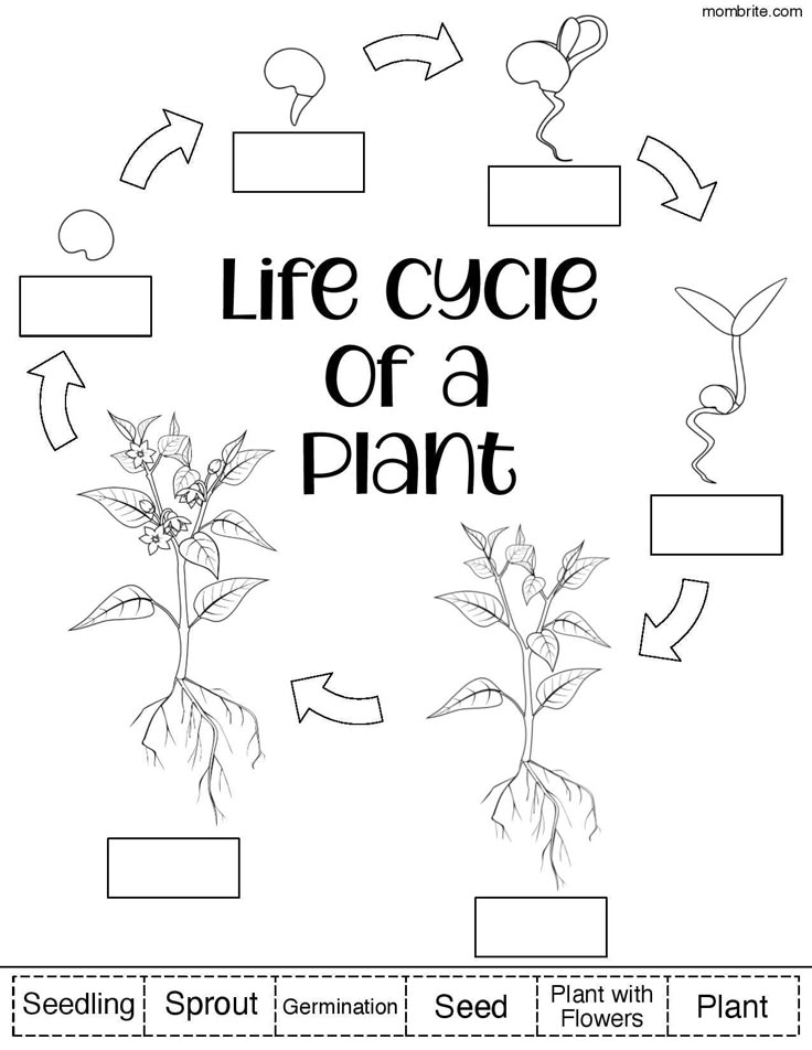 Free Printable Plant Life Cycle Worksheets