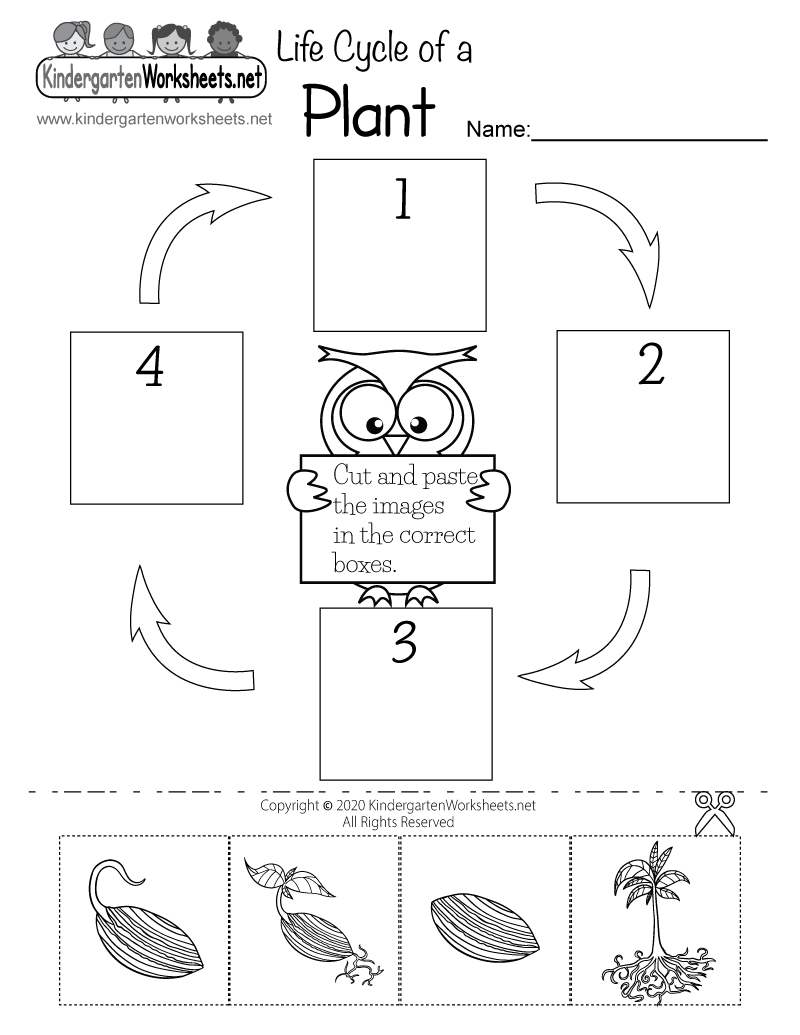 Free Printable Plant Life Cycle Worksheets