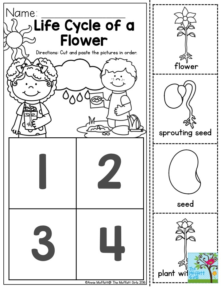 Free Printable Plant Life Cycle