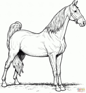 Free Printable Realistic Horse Coloring Pages Free Printable