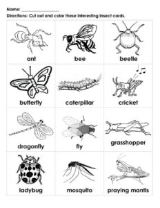 Insects Preschool Insect Worksheet Insect Worksheets