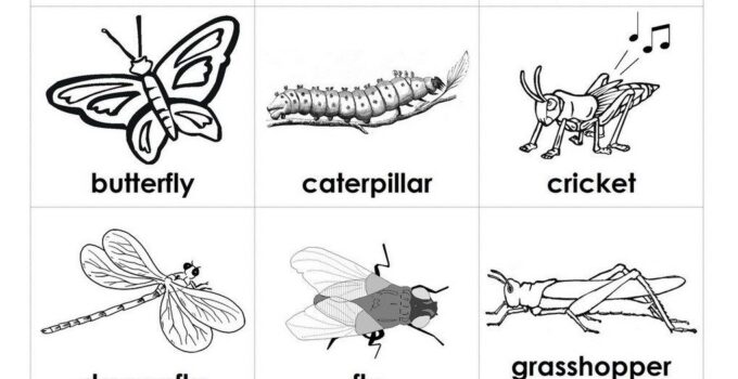 Free Printable Insect Worksheets For Preschoolers