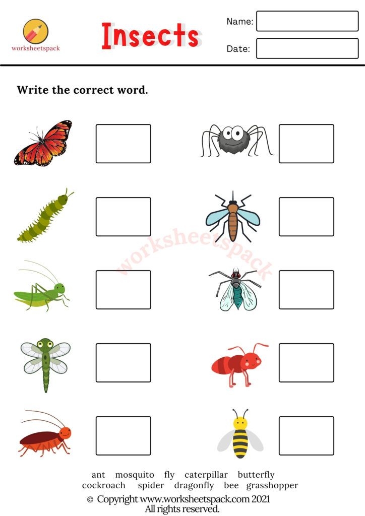 Insects Worksheets Printable And Online Worksheets Pack Worksheets 
