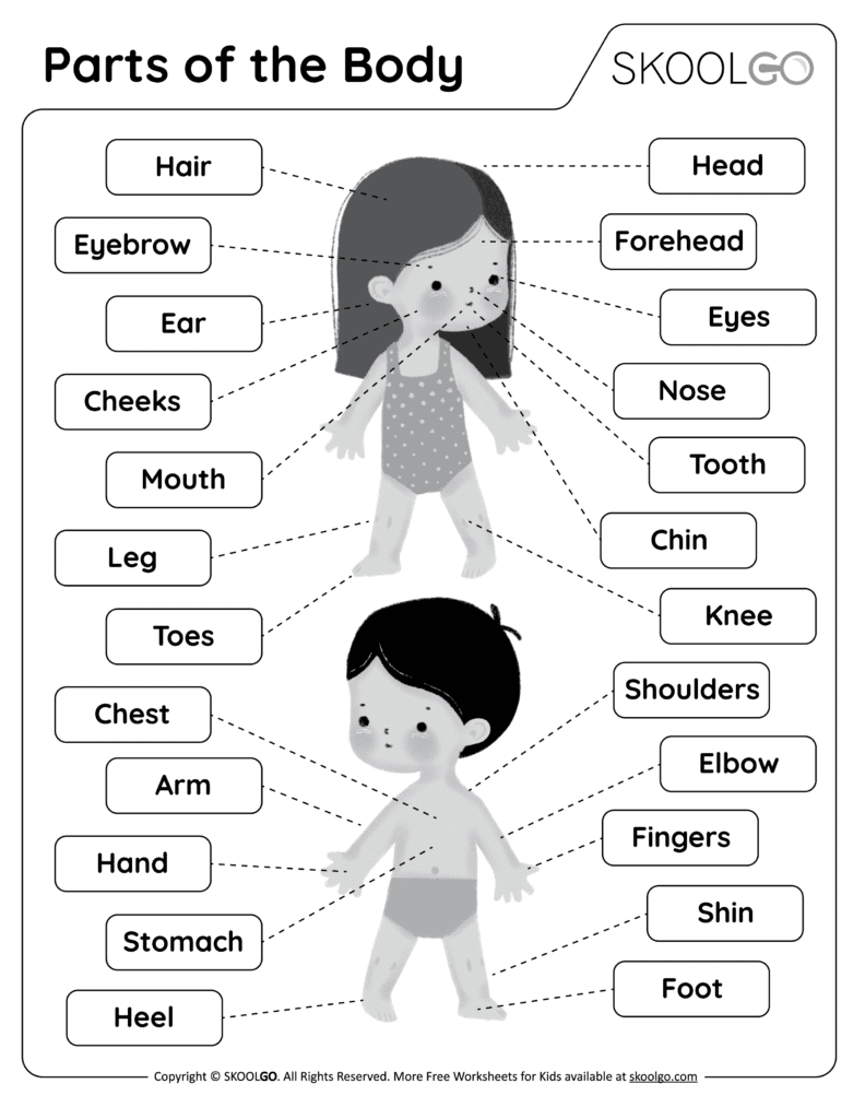 Free Printable Body Parts Worksheets For Preschool