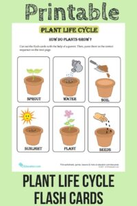 Plant Life Cycle Flash Cards For Budding Botanists