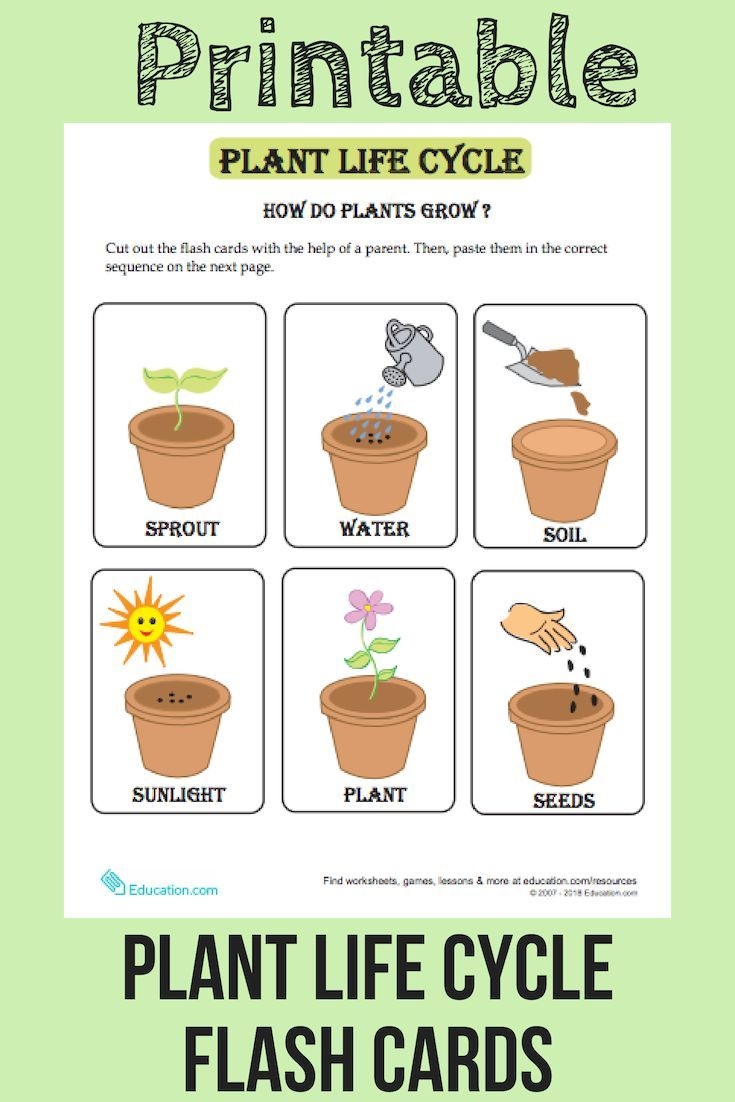 Free Printable Plant Life Cycle Worksheets