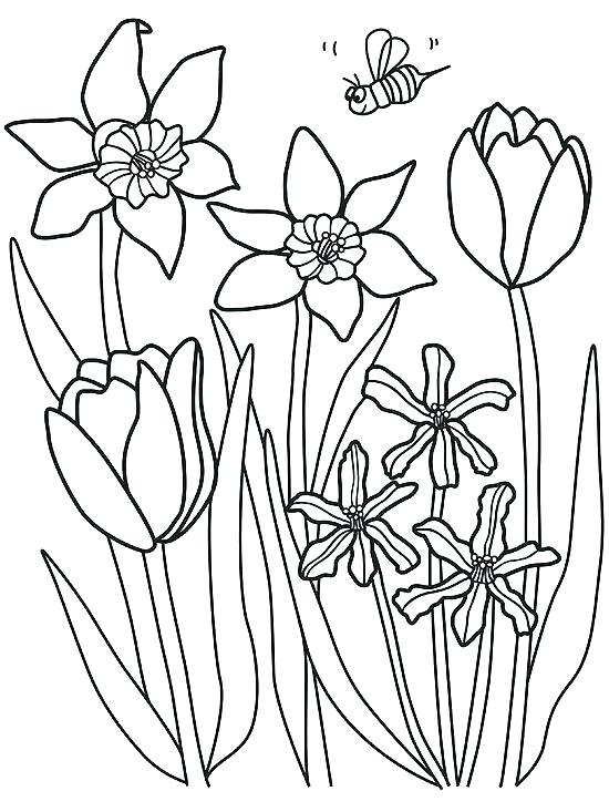 Free Printable Coloring Pages Spring Flowers