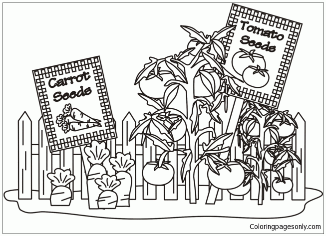 Vegetable Garden Coloring Page Free Printable Coloring Pages