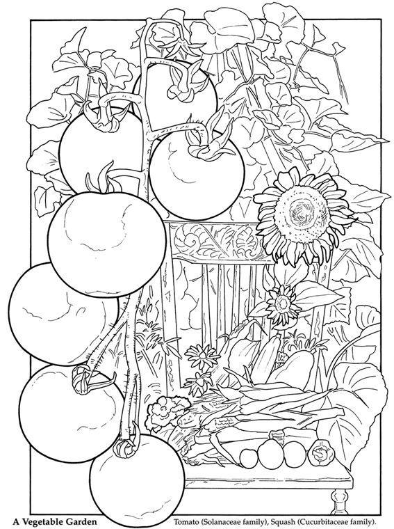 Vegetable Garden Coloring Pages