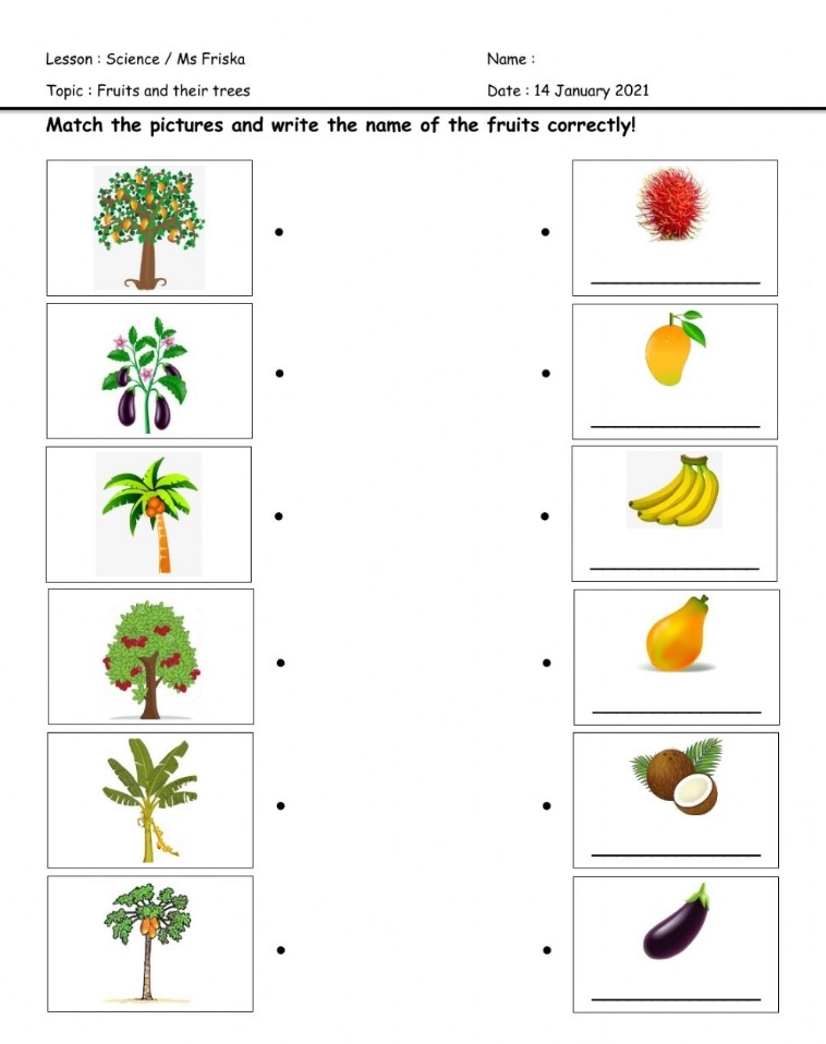 Worksheet For Kindergarten Science Free Printable Kindergarten Worksheets